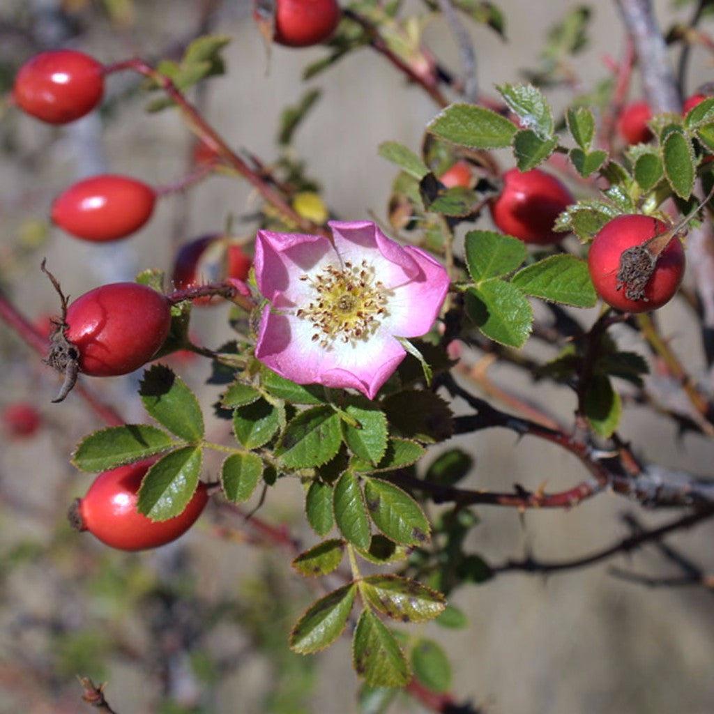 Kaikki ruusunmarjaöljyt eivät ole samanlaisia. Rosa canina vai Rosa rubiginosa?